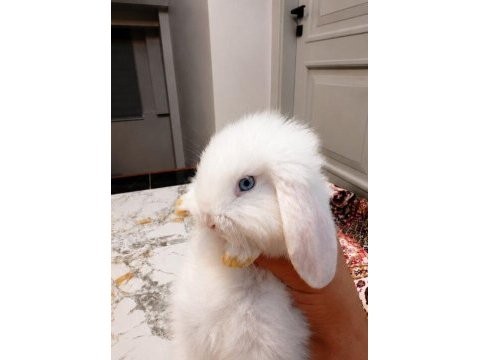 1 aylık orijinal hollanda lop tavşanlarımız