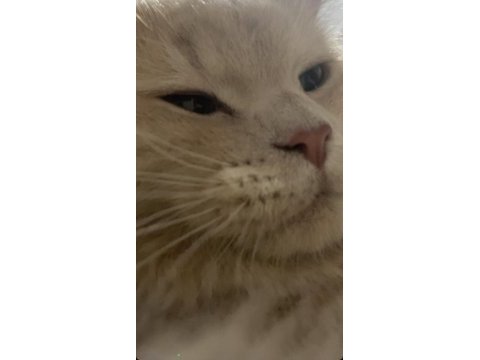 British longhair 9 aylık