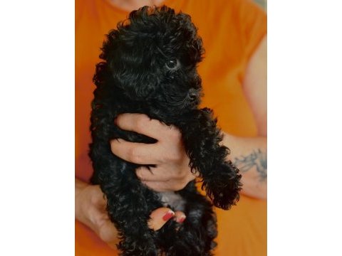 Safkan asil siyah toy poodle yavrular