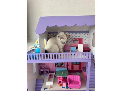 Blue point 7 aylık british shorthair