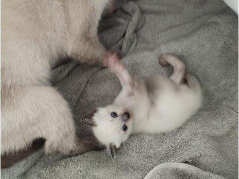 20 şubat doğumlu siyam kedisi kediler