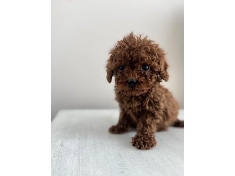 Exotic pet club - korea poodle