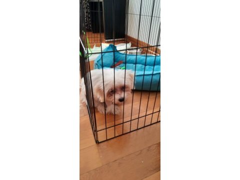 Yavru terrier maltese