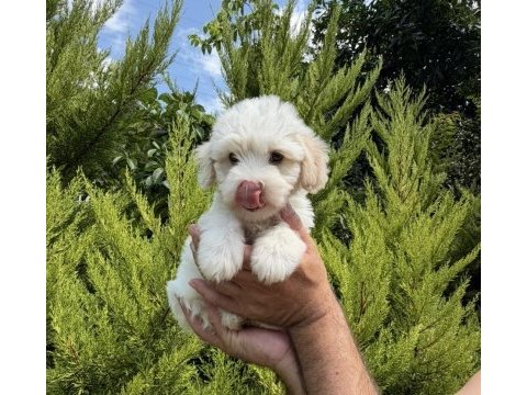 Maltese terrier yavrular