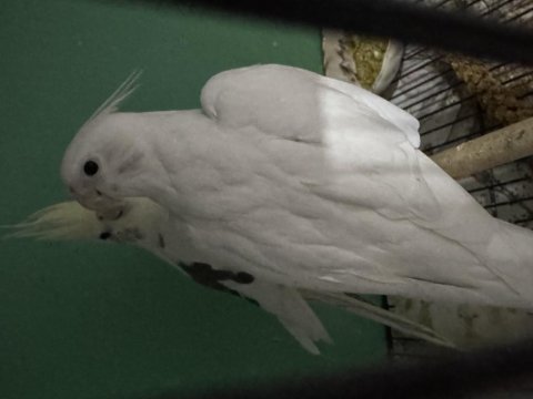 11 aylık clear pied sultan papağanı