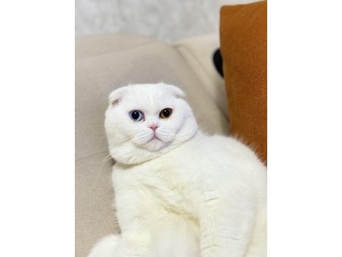 1.5 yaşında erkek scottish fold