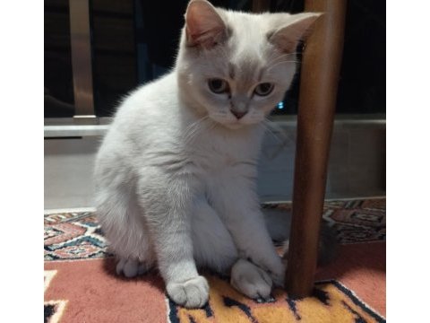Dişi british shorthair 5.5 aylık acil