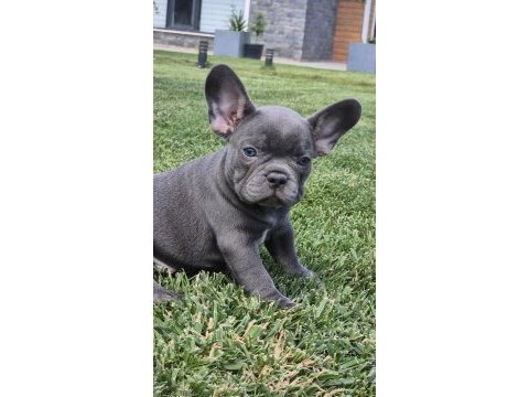 En özel french bulldog yavruları çiftlikten 