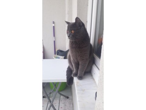 Reis ilanda british shorthair