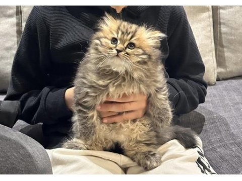 British longhair