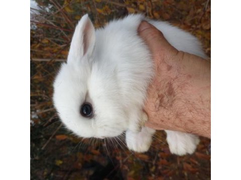 Mini lop tavşan yavruları