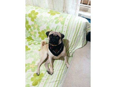 1 yaşında erkek wc eğitimli pug