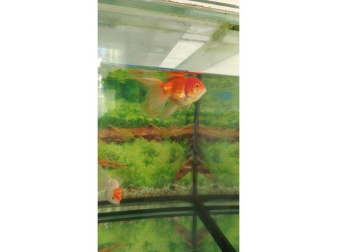 Oranda yavruları