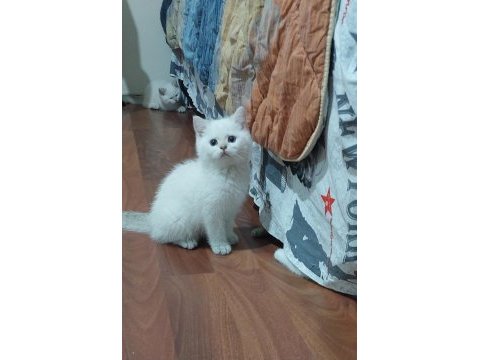 Birbirinde sevimli oyuncu bebek kediler