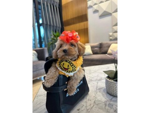 Türkiyenin en güzel maltipoo bebekleri