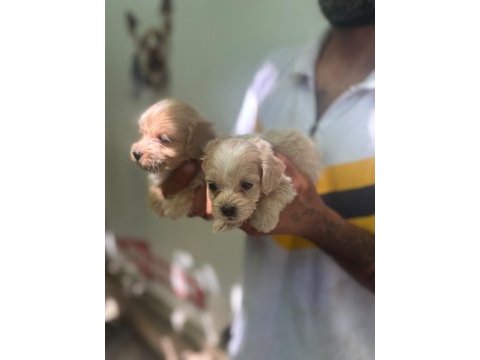 Maltipoo yavrularımız
