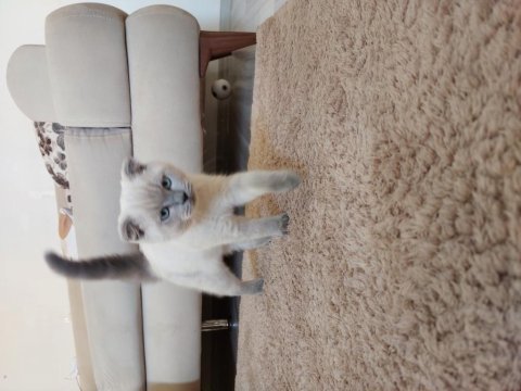 4 aylık scottish fold