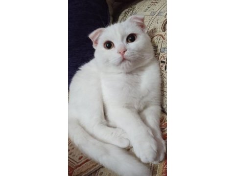 9 aylık dişi beyaz scottish fold sahiplendirme