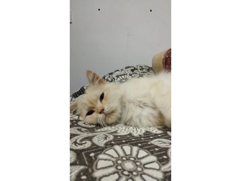Acil sokakta bulundu kedimiz sahiplendirilecektir