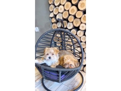 Teacup morkie bebeklerimiz