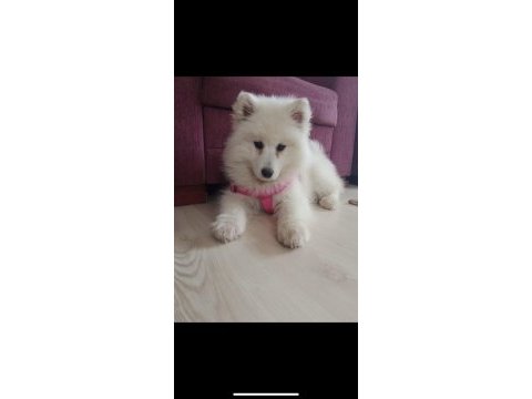 3 aylık samoyed kız