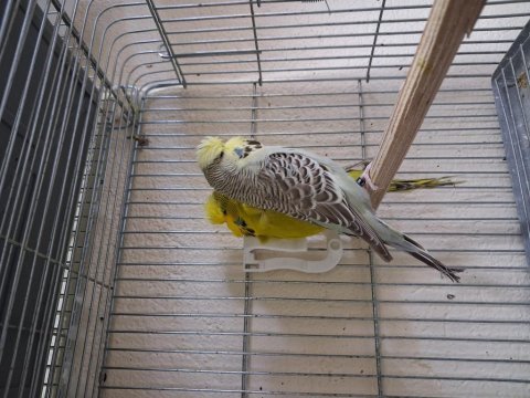 Show jumbo muhabbet kuşları
