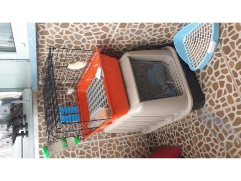 Lop cüce tavşan
