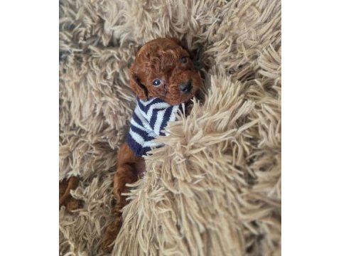Yasal köpek çiftliğinden toy poodle yavrularımız