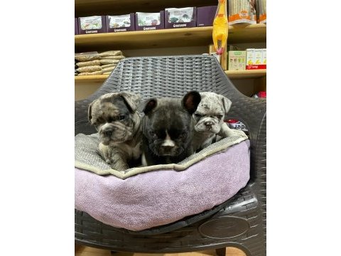 Erkek dişi french bulldog köpekler