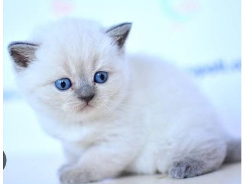 Kedi blue point scottish fold scottish straight