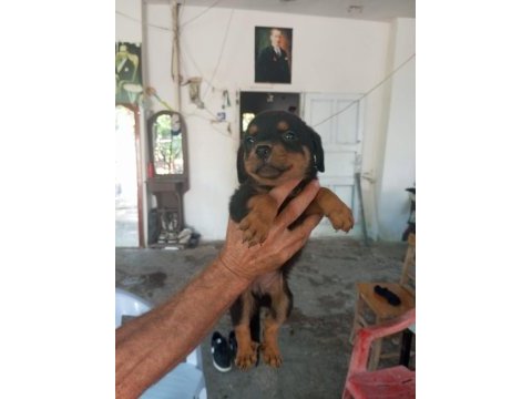 Dişi rottweiler yavrularımız yeni yuvasını arıyor