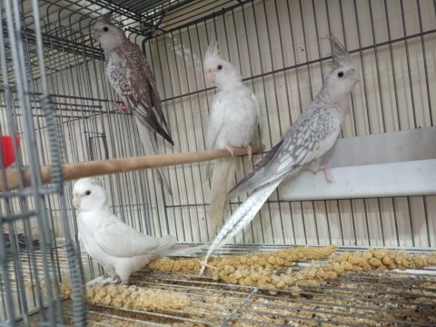 Albino white bebek sultan papağanları