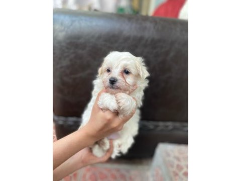 Yavru terrier köpeklerim