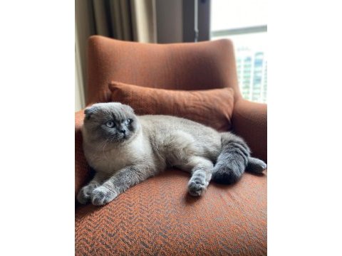 11 aylık yakışıklı scottish fold yeni yuvasını arıyor