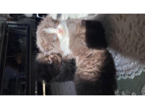 British longhair british shorthair yavru kediler