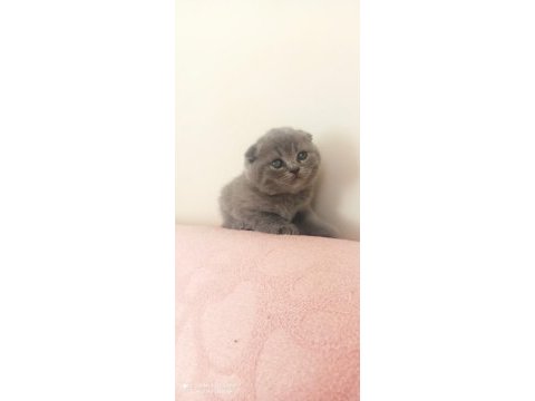 Scottish fold yavrular