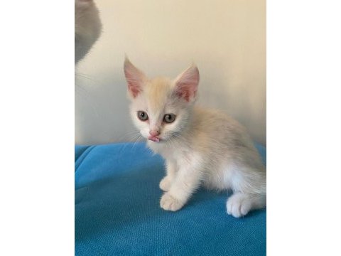 1 yaşında anne ve kızımız british shorthair
