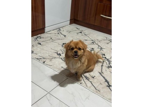 Pekinez köpeğim