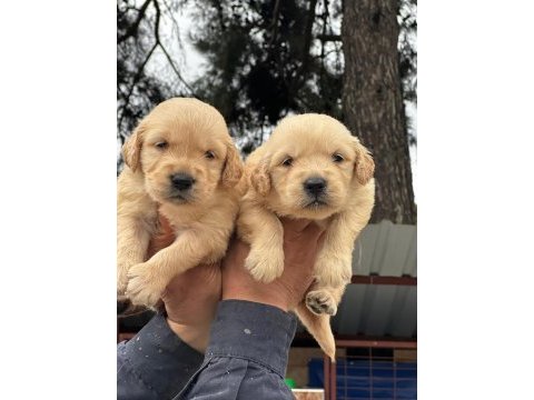 A kalitede birbirinden güzel golden retriever yavrularımız