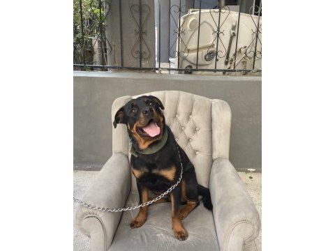 1.5 yaşındaki kızıma erkek eş arıyorum rottweiler