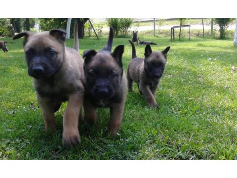 Belçika malinois yavruları