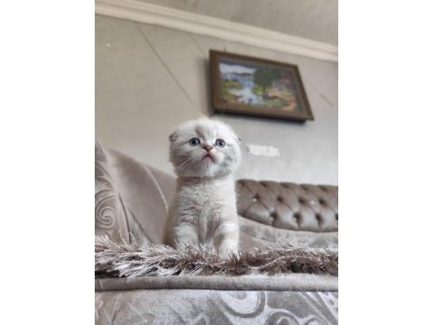 British shorthair ve scottish fold yavru köpeklerimiz