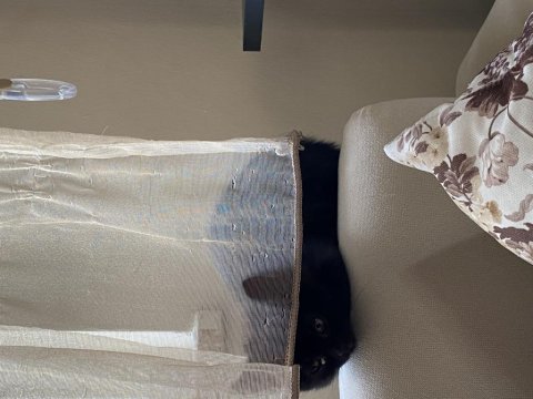 British shorthair kızım kendisini yeni yuvasını arıyor