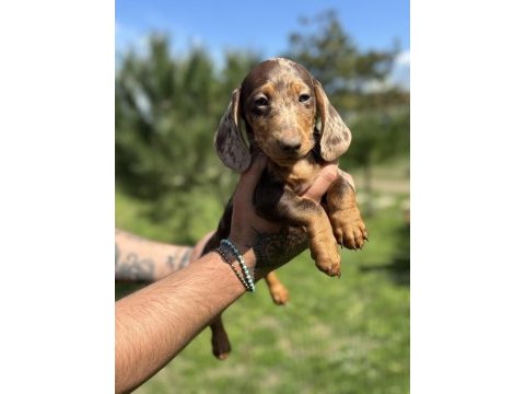 Kaliteli dachshund yavrularımız