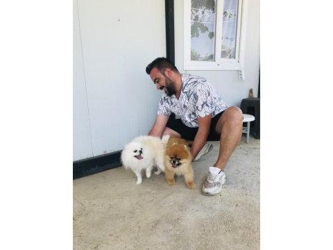 Ayı surat pomeranian bebekler veteriner kontrolünde teslim