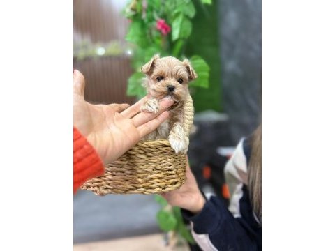 Vitrin güzeli maltipoo