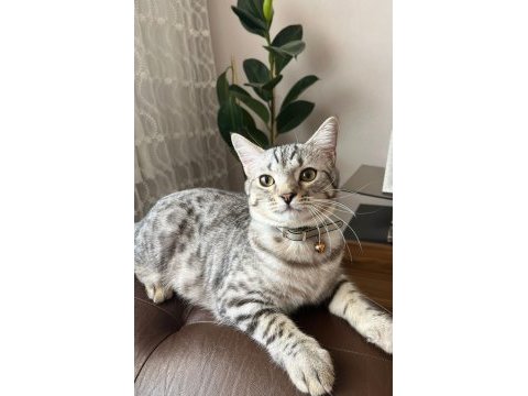 Ücretsiz sahiplendirilecek çok uysal sakin british shorthair