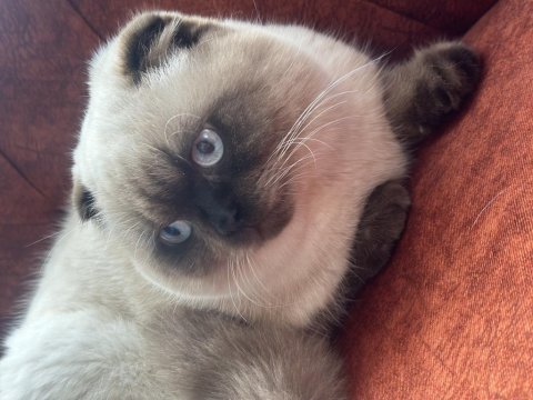 Sakin ve akıllı 1 yaşını tamamlamış blue point scottish fold