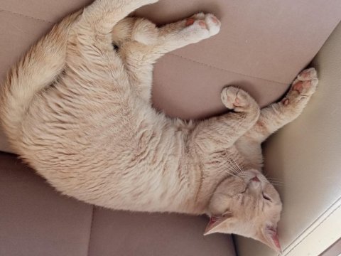 British shorthair 1 yaşında erkek