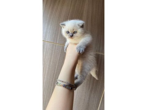 Bluepoint ayı surat scottish fold bebek